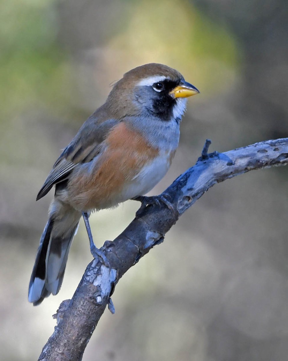 Many-colored Chaco Finch - ML356291031