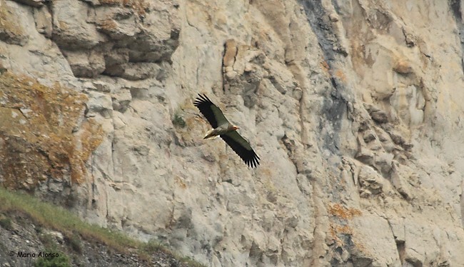 Egyptian Vulture - ML35629201