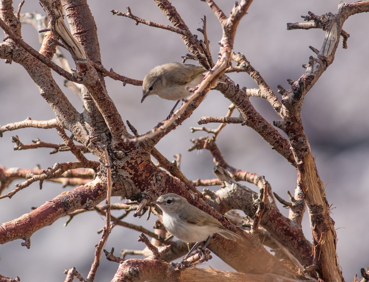 budníček perský - ML356292121