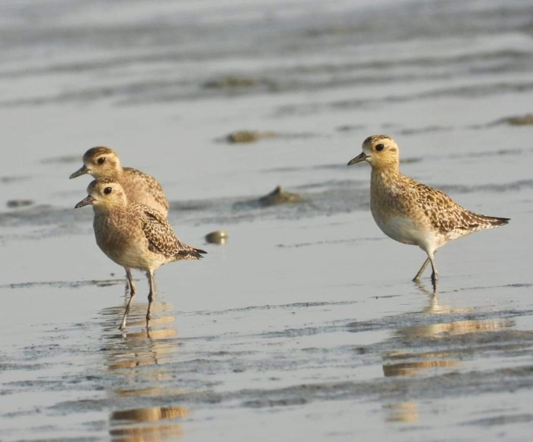 Pacific Golden-Plover - ML356292271