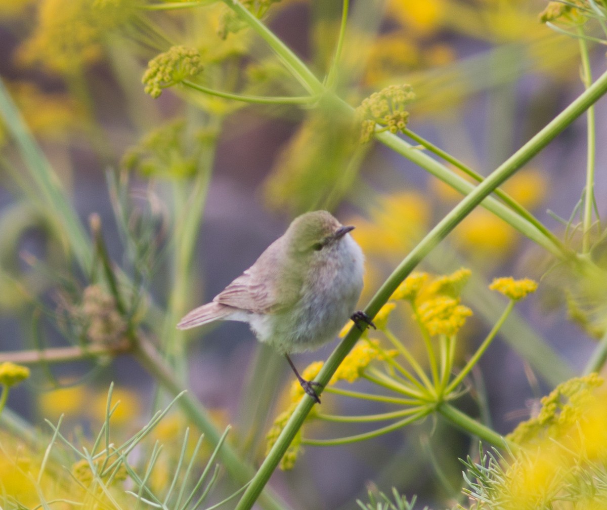 budníček perský - ML356294171
