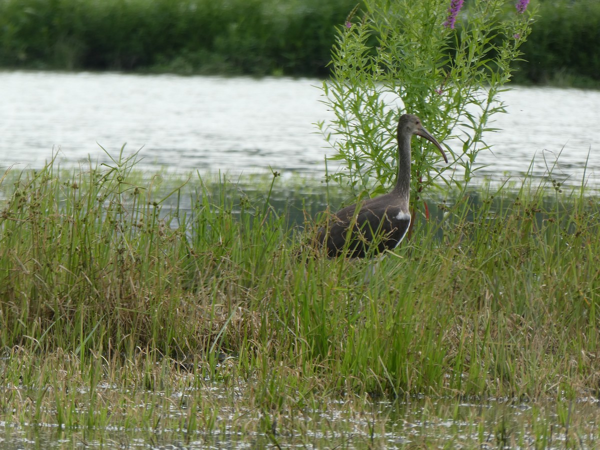 White Ibis - ML356294801