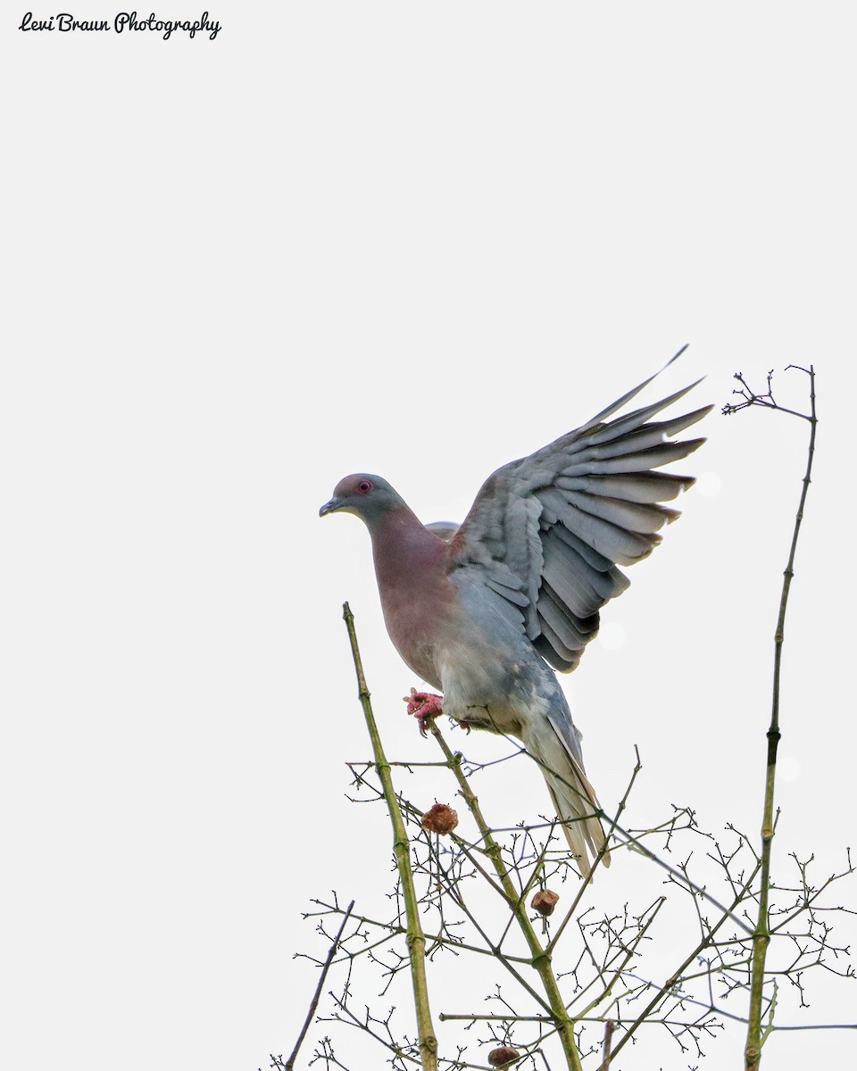 Pale-vented Pigeon - ML356296531