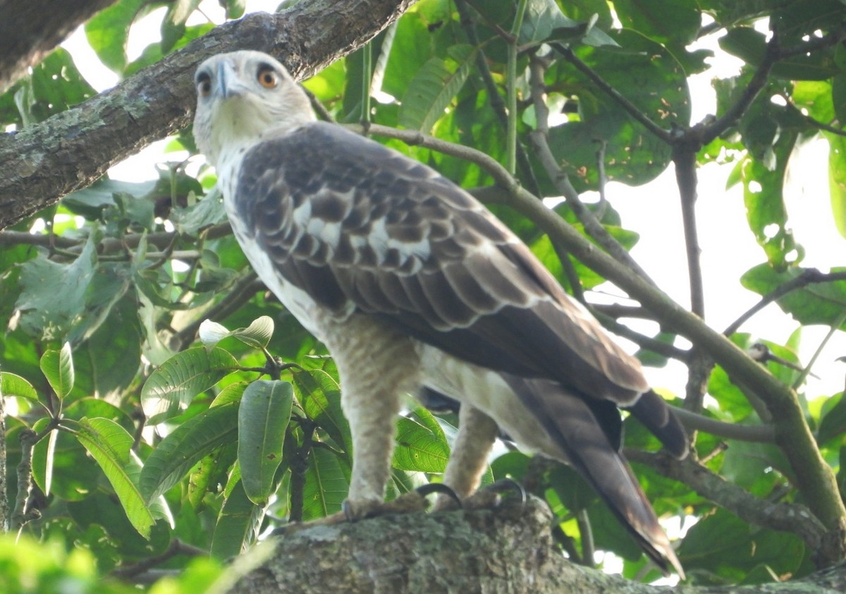 Changeable Hawk-Eagle - ML356296951