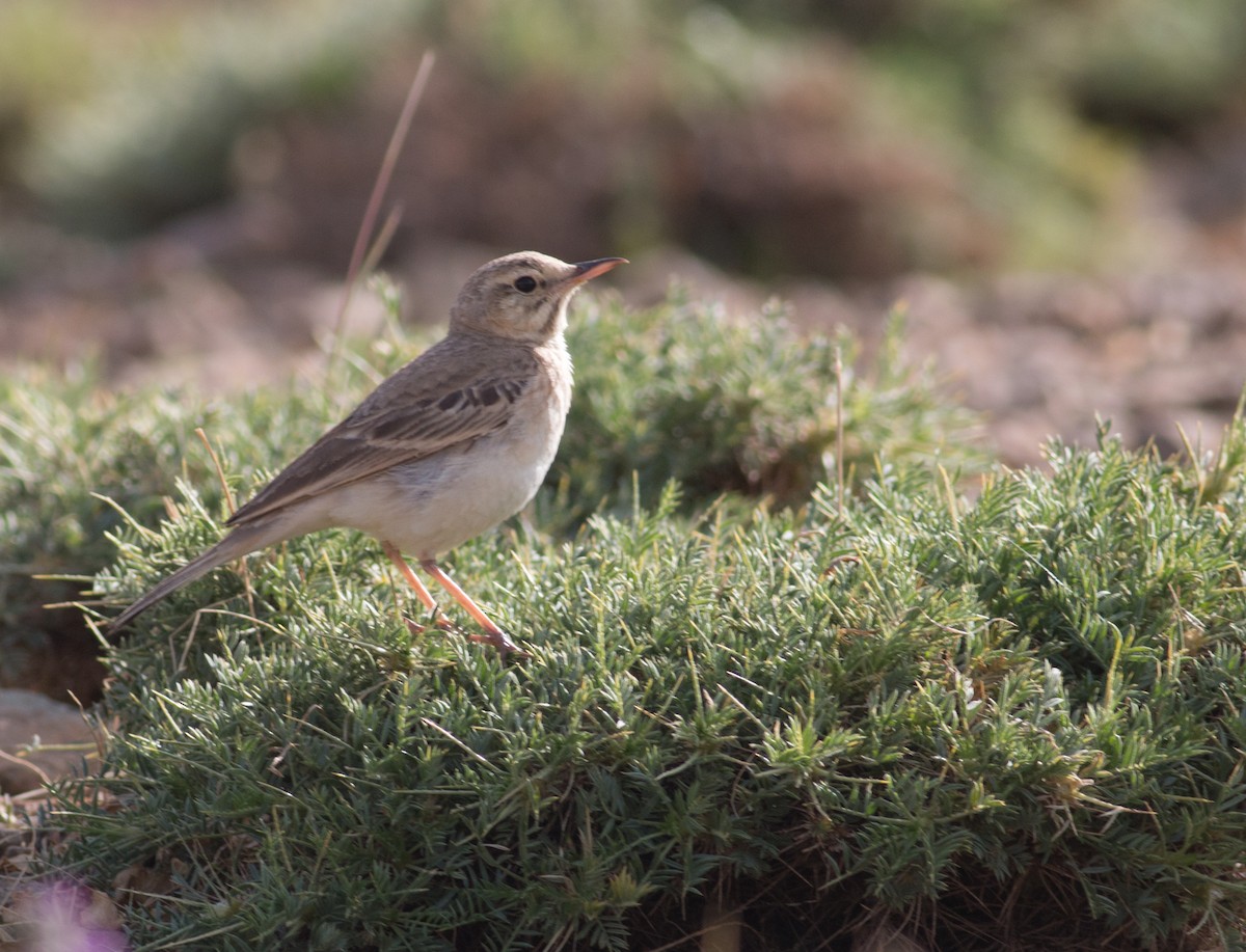 linduška úhorní - ML356297231