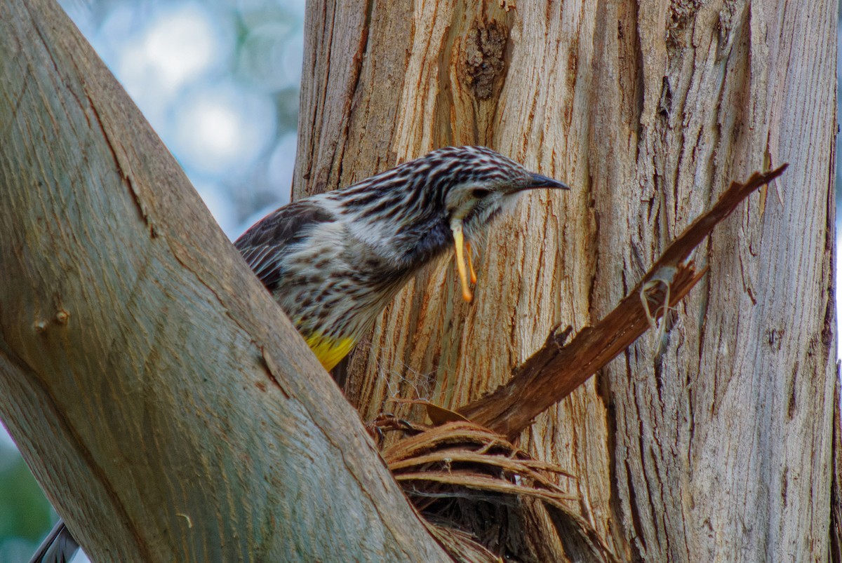 Yellow Wattlebird - ML356297471