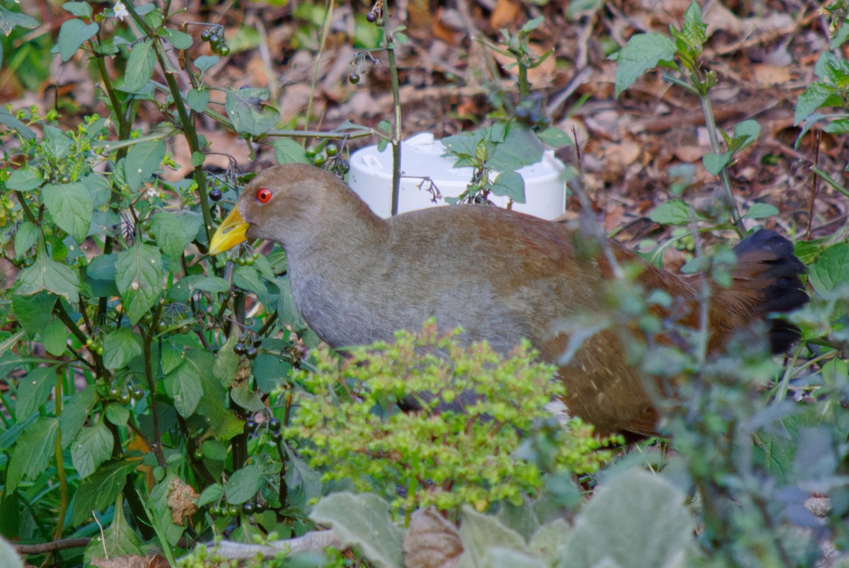 Tasmanian Nativehen - ML356297501