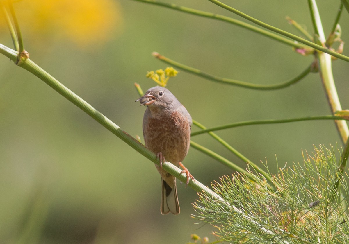 strnad pustinný - ML356297651