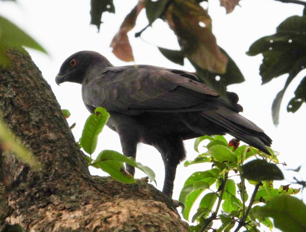 Changeable Hawk-Eagle - ML356297691