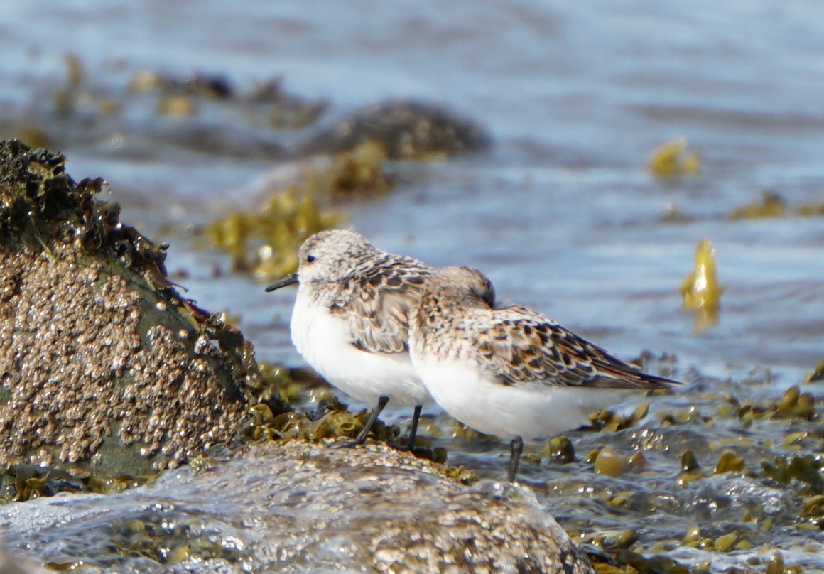 Гурвалж элсэг - ML356297811