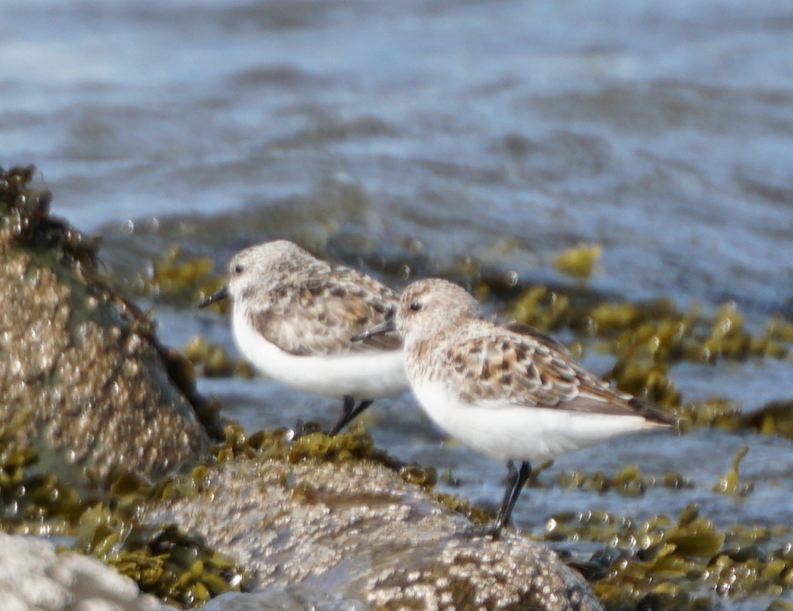 Гурвалж элсэг - ML356298231