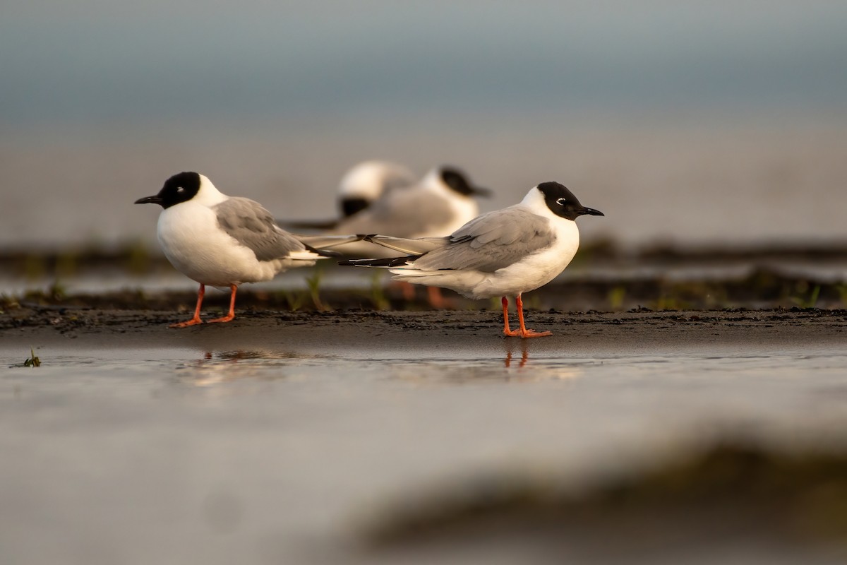 Mouette de Bonaparte - ML356299951