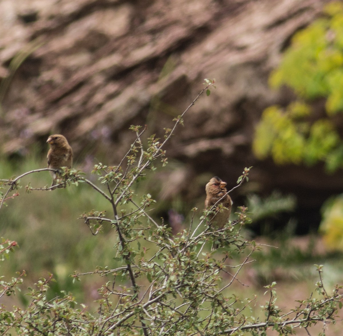 hýl růžovokřídlý - ML356300031