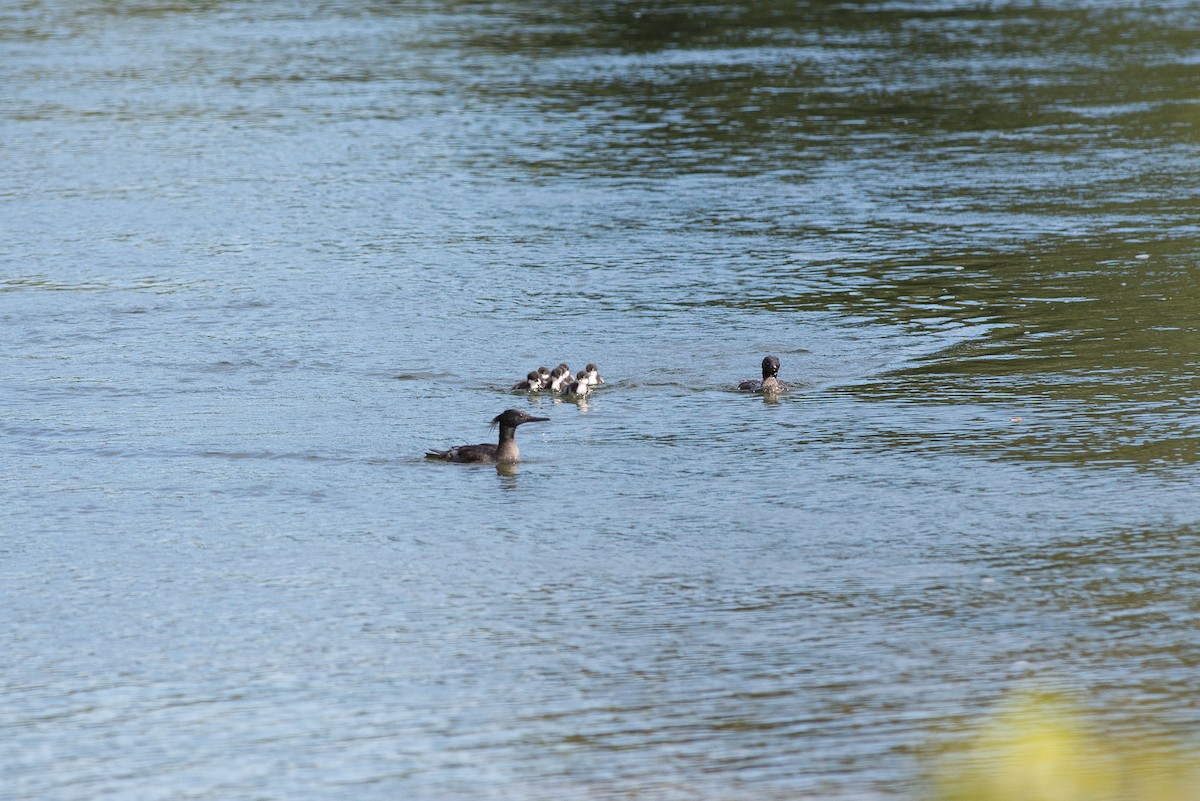 Brazilian Merganser - ML356300891