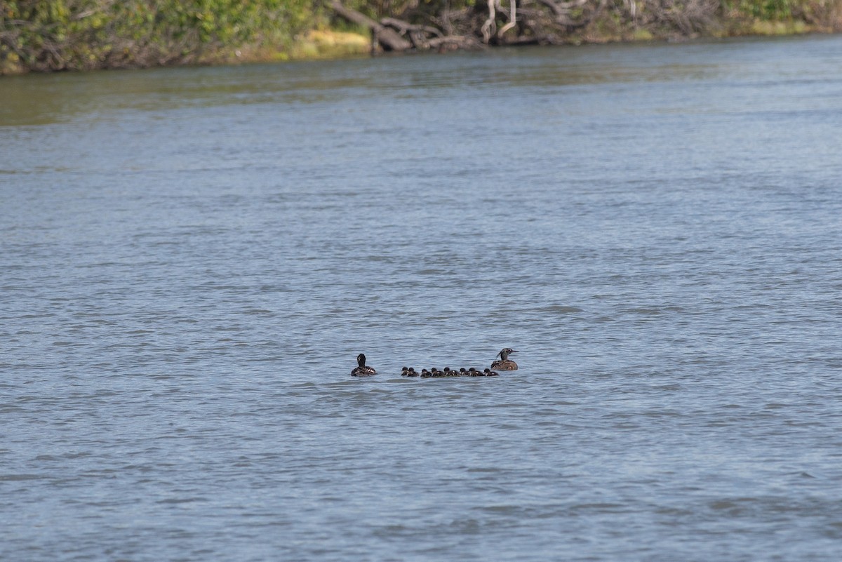 Brazilian Merganser - ML356300901