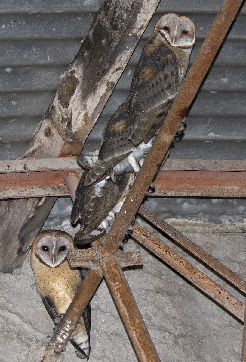 Barn Owl - ML356304881