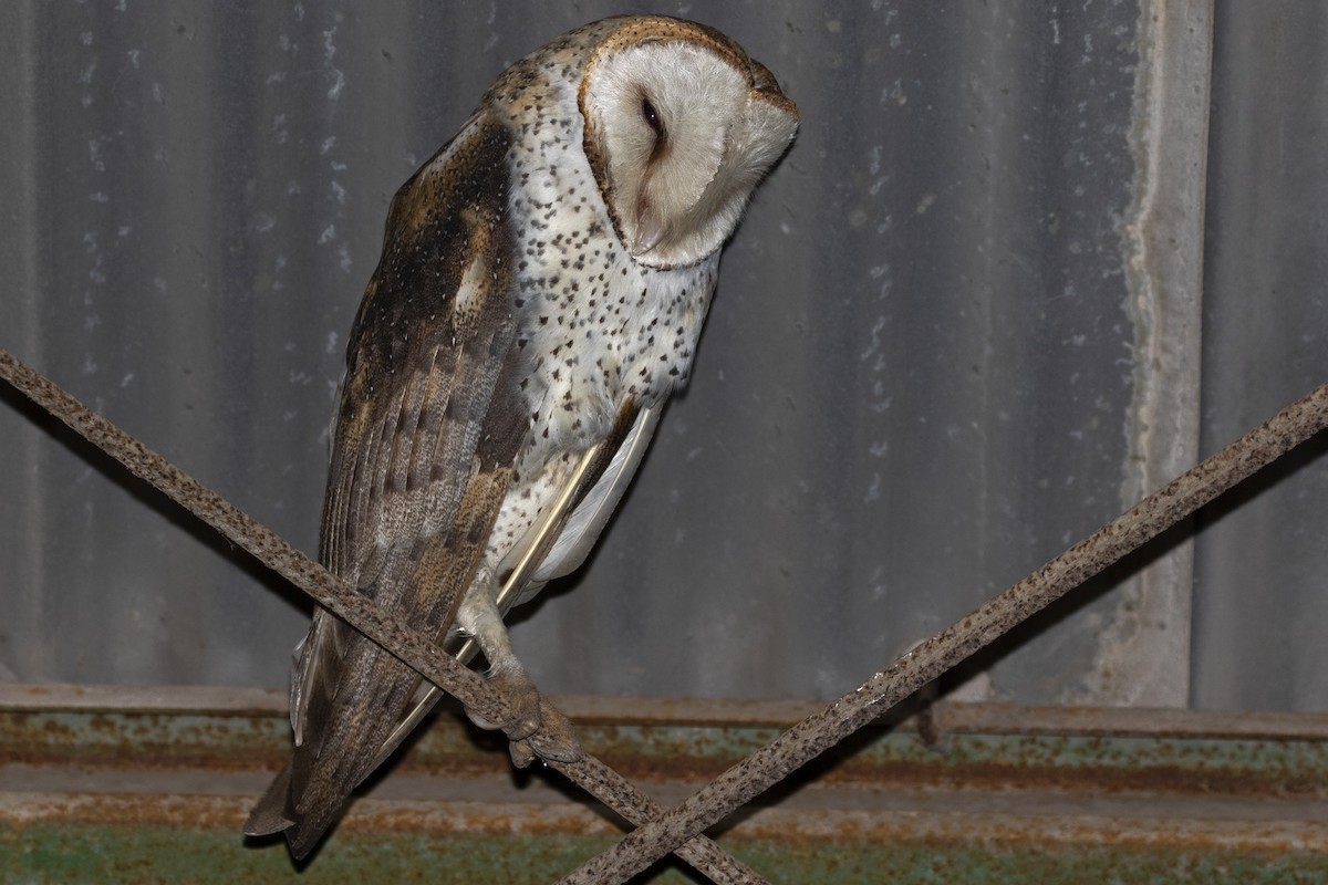 Barn Owl - ML356304921