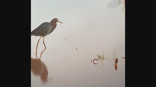 Little Blue Heron - ML356304941