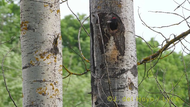 Iberian Green Woodpecker - ML356305041