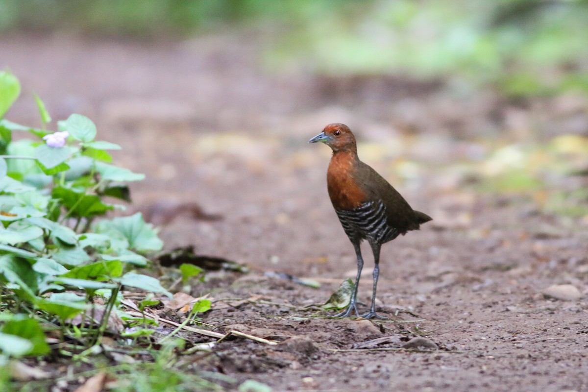 Slaty-legged Crake - ML356306401