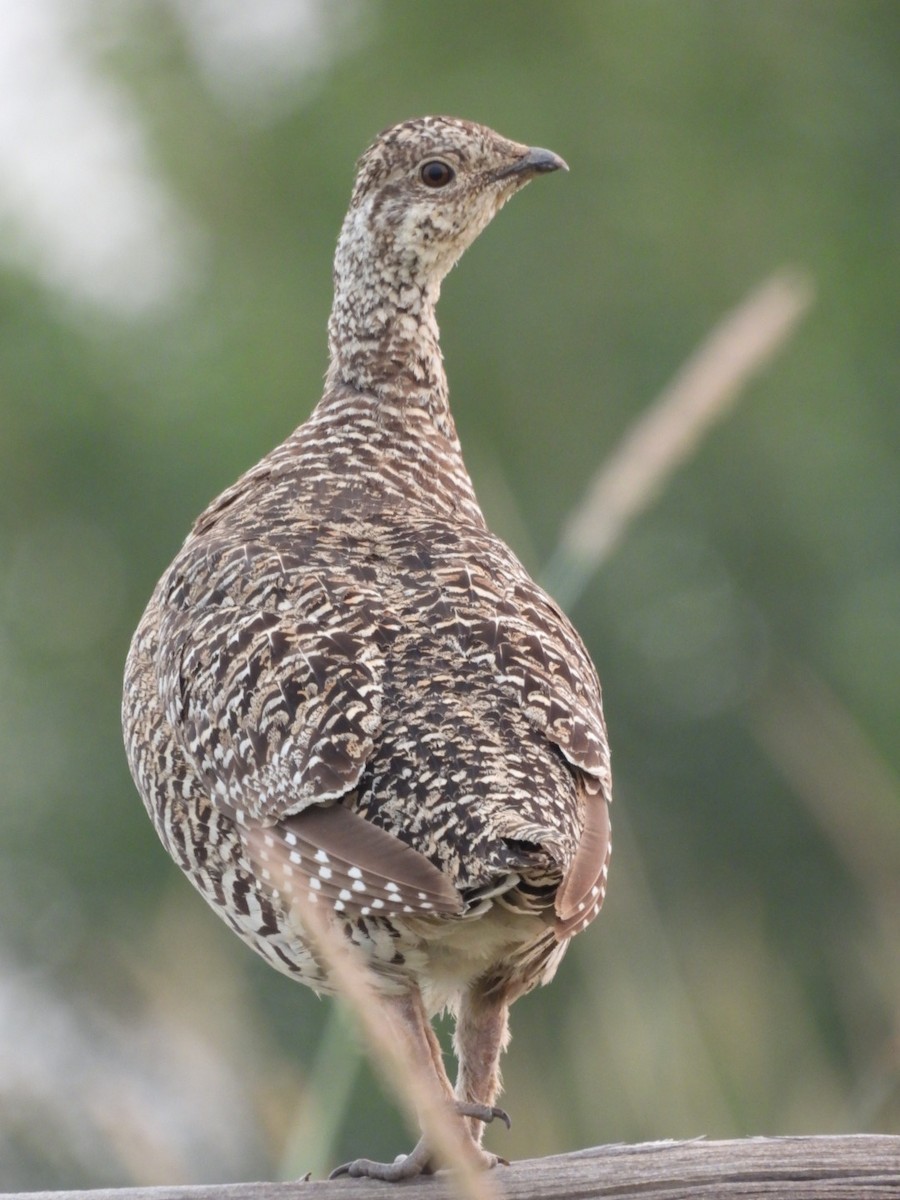 Sharp-tailed Grouse - ML356307361