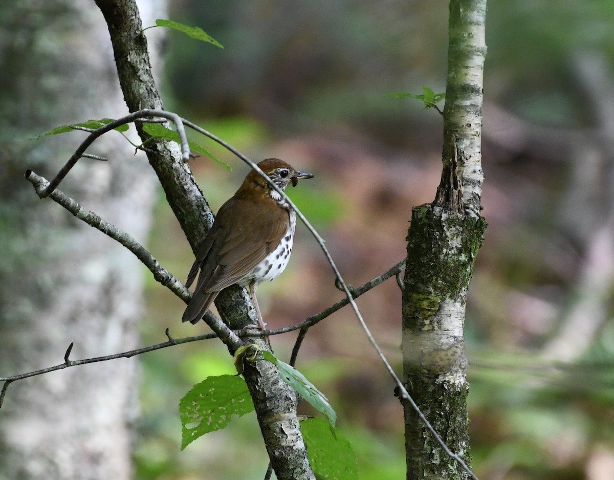 Wood Thrush - ML356307401