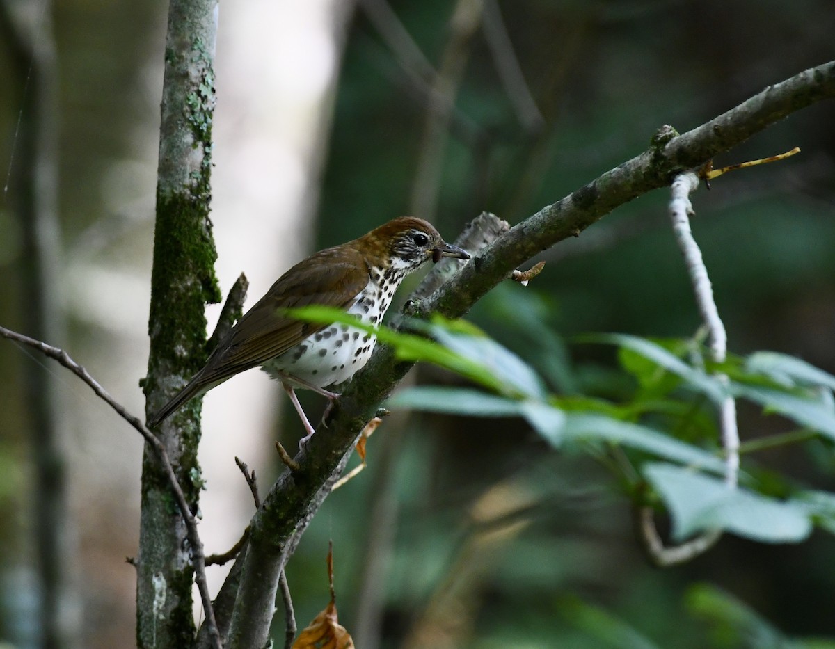 Wood Thrush - ML356307411