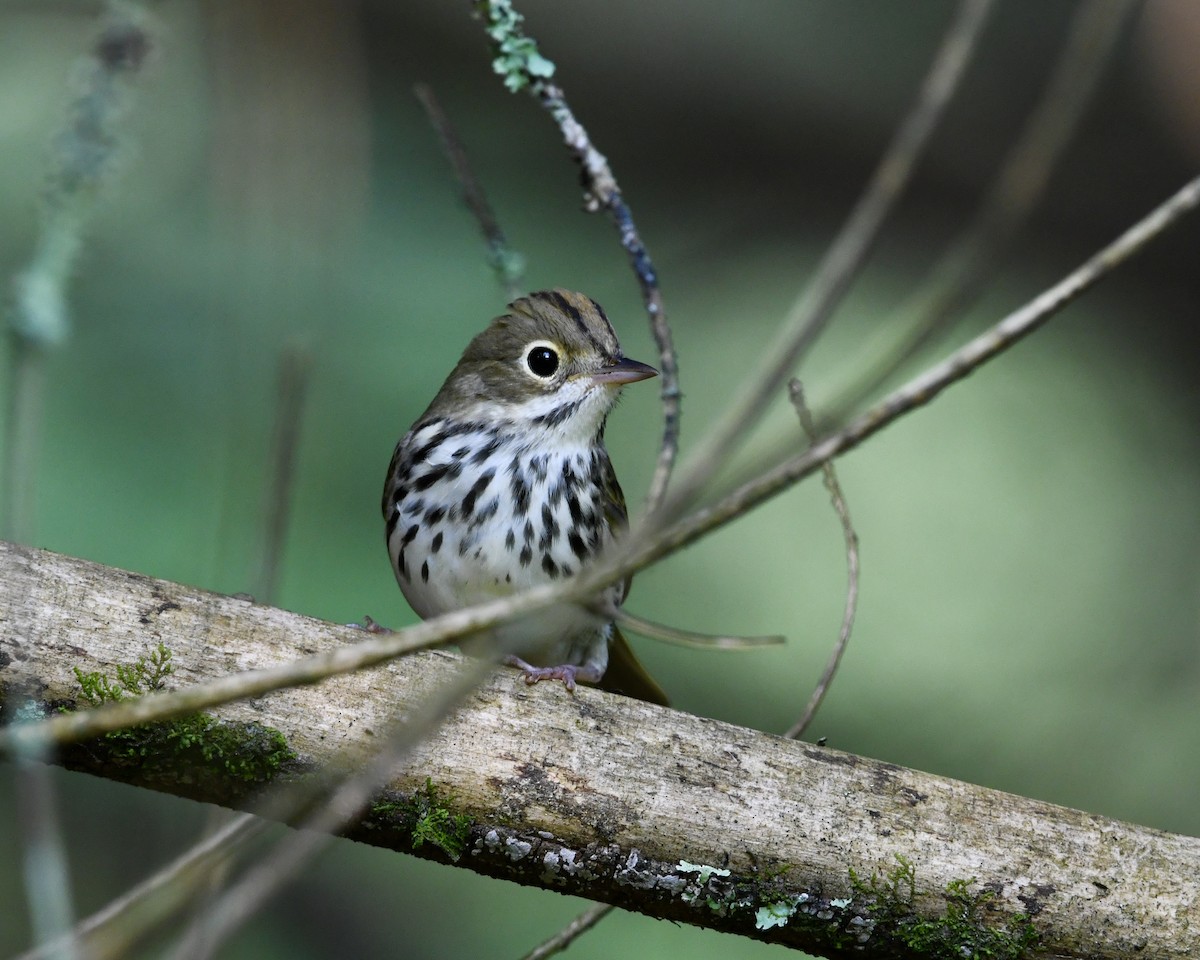 Ovenbird - ML356307541