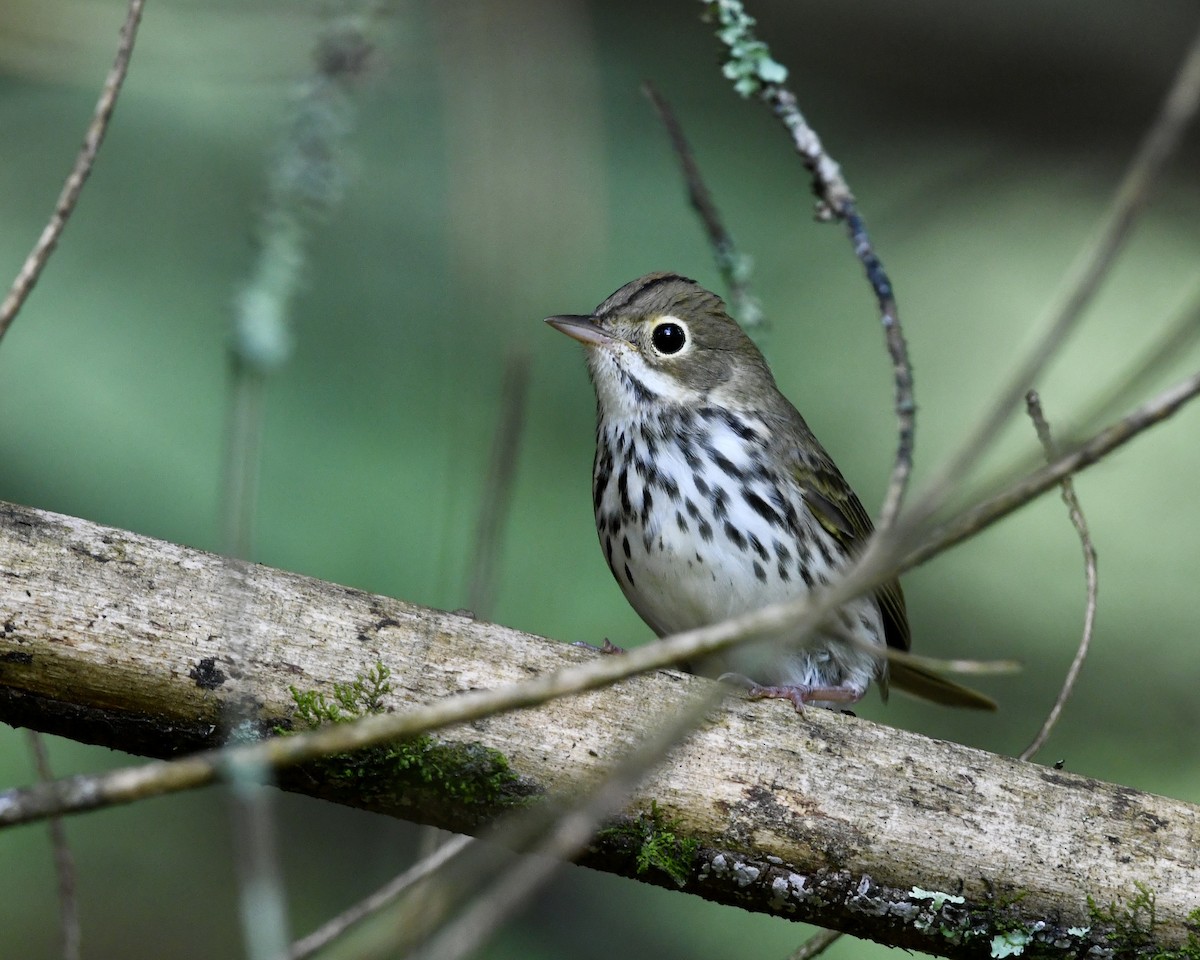 Ovenbird - ML356307581