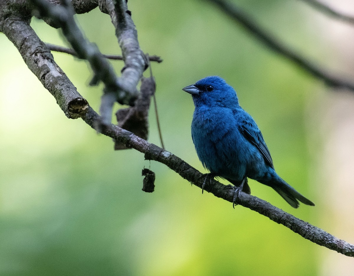 Indigo Bunting - ML356307621