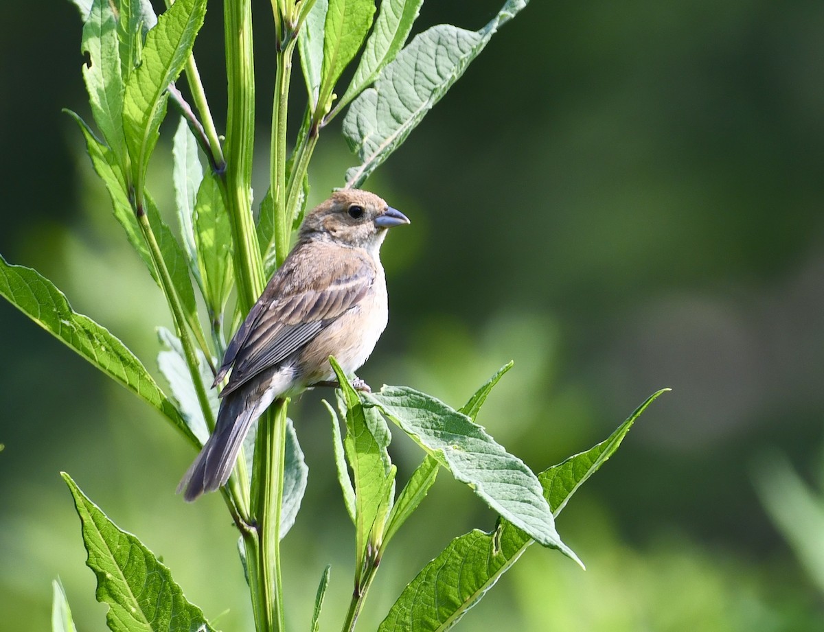 Indigo Bunting - ML356307641