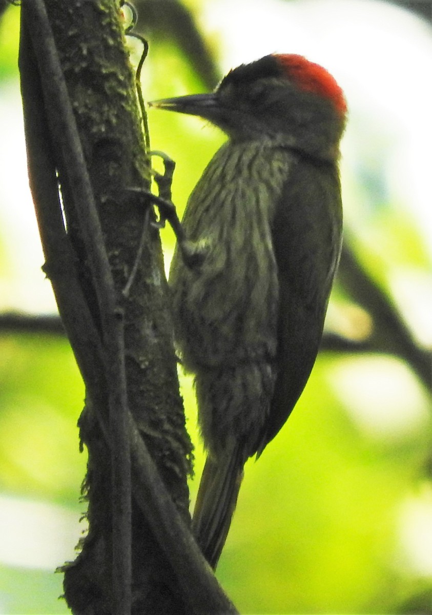 Elliot's Woodpecker - ML356309471