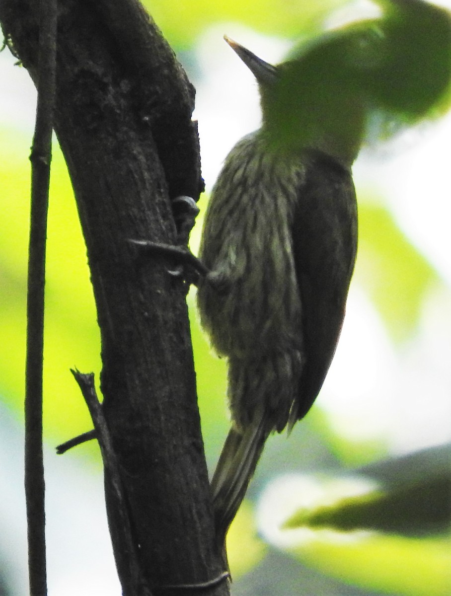 Elliot's Woodpecker - Eric Haskell