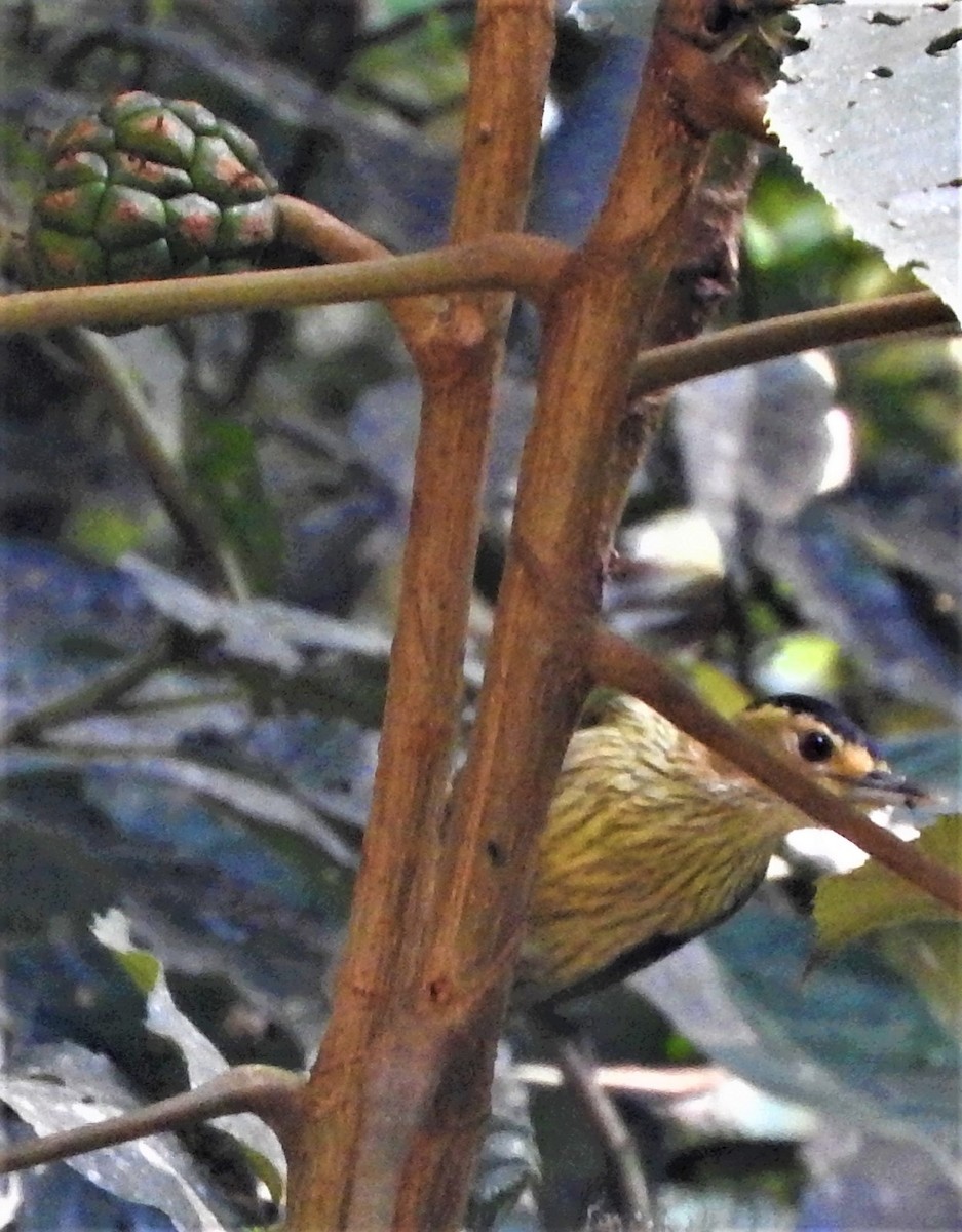 Elliot's Woodpecker - Eric Haskell