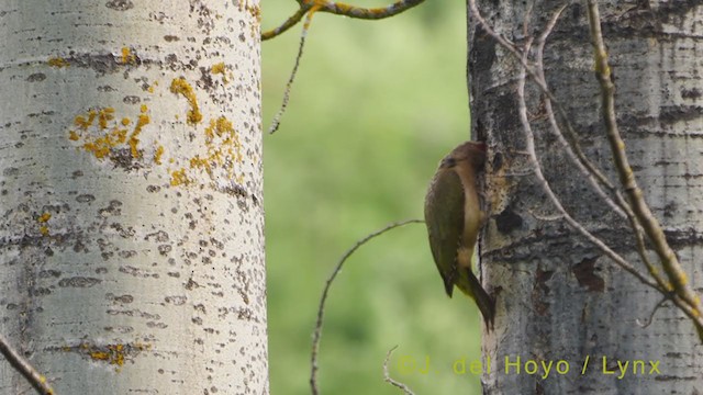 Iberian Green Woodpecker - ML356310121