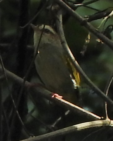 White-browed Crombec - ML356310321