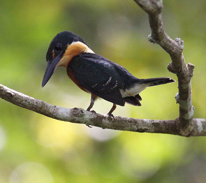 American Pygmy Kingfisher - ML35631221