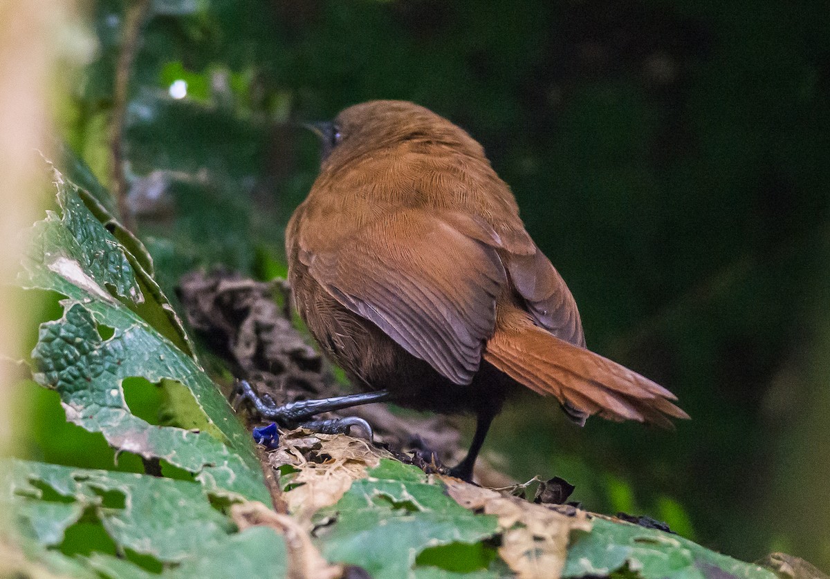 Sharpe's Wren - ML356312341