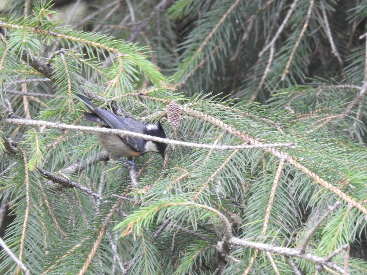 Coal Tit - ML356312481