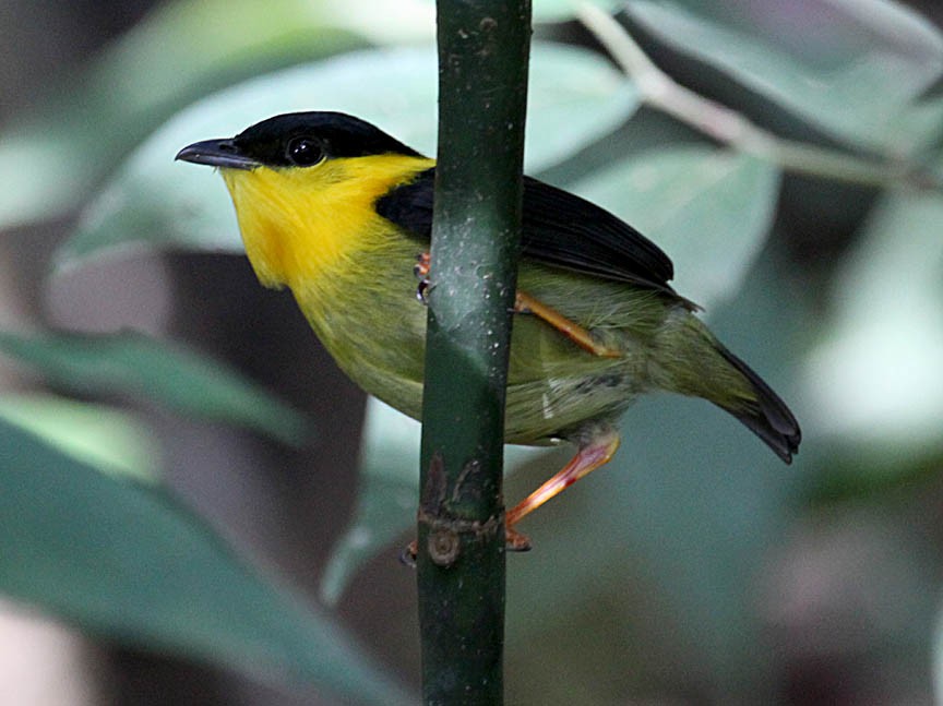 Golden-collared Manakin - ML35631291