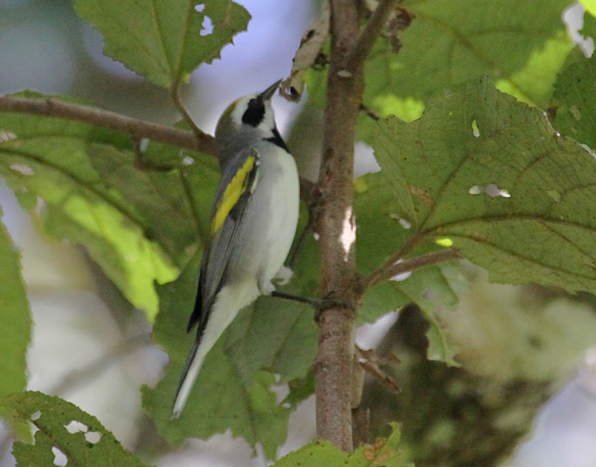 Golden-winged Warbler - ML35631301