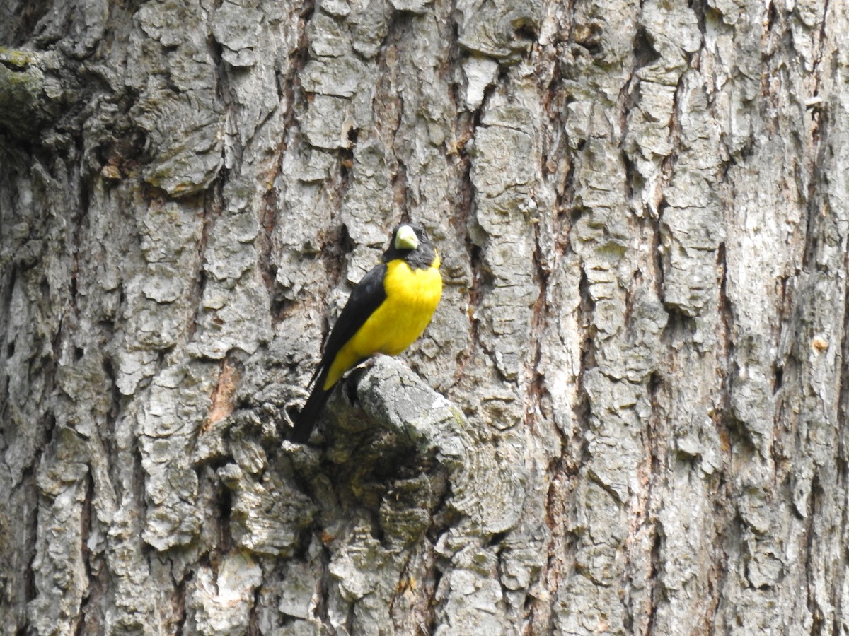 Black-and-yellow Grosbeak - Sheikh Riyaz