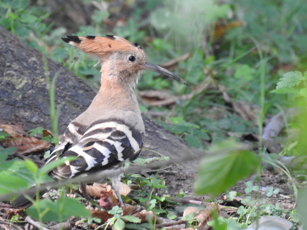 Eurasian Hoopoe - ML356314401