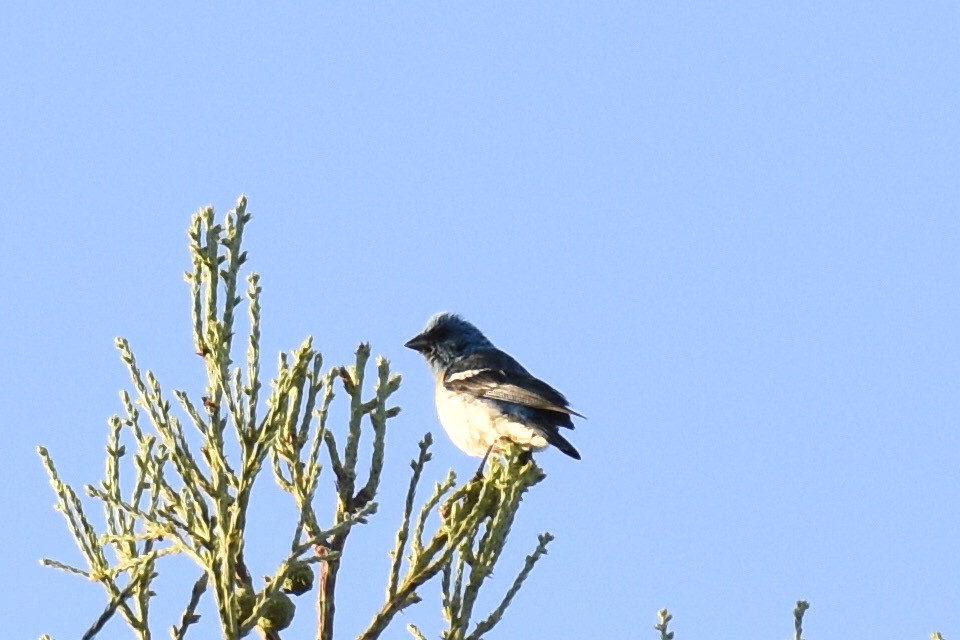 Lazuli Bunting - Max Brodie