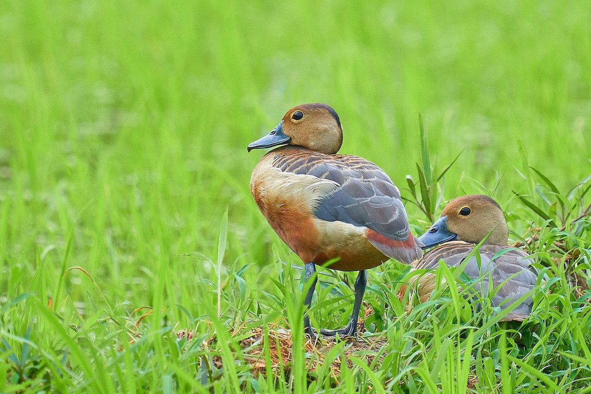 Lesser Whistling-Duck - ML356318521