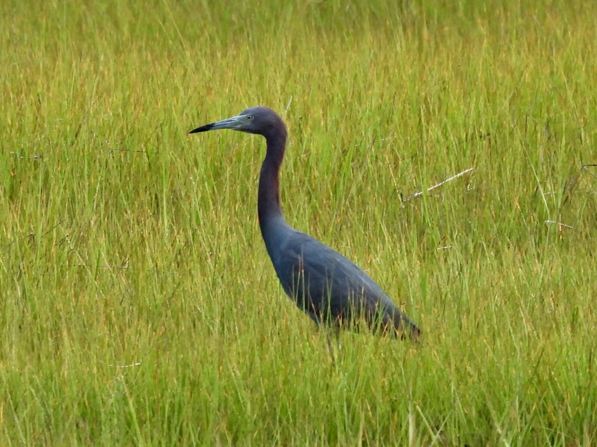 Little Blue Heron - ML356319741