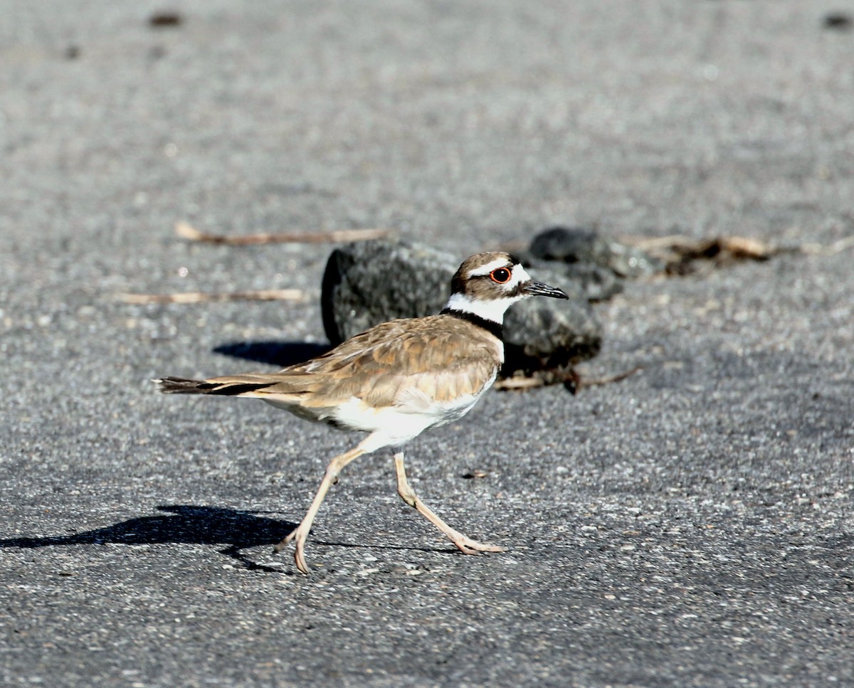 Killdeer - ML356324991