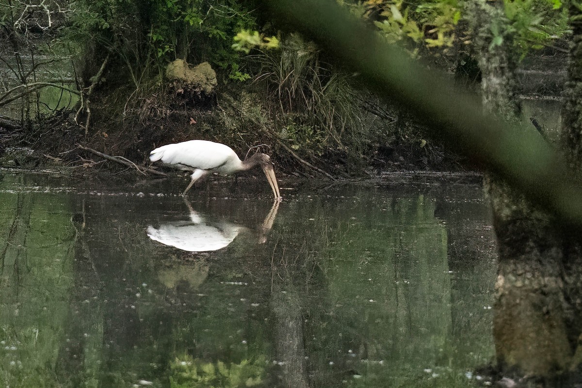 Wood Stork - ML356325651