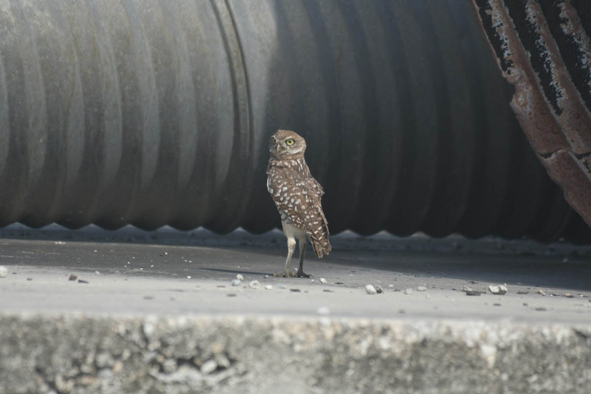 Burrowing Owl (Florida) - ML356325761
