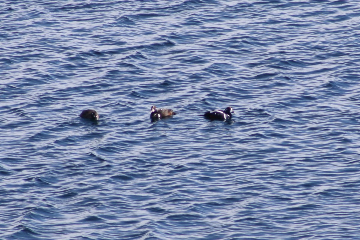 Harlequin Duck - ML35632641